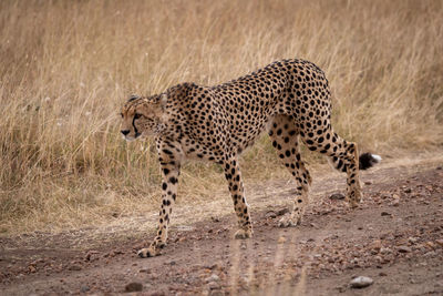 Cheetah walking on field 