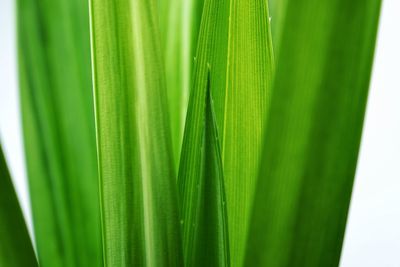 Full frame shot of green leaf