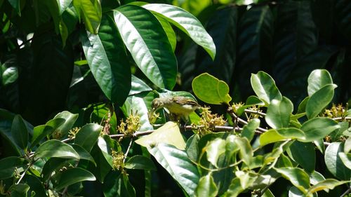 Close-up of insect on plant