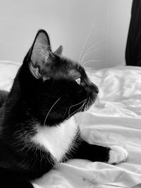 Close-up of cat on bed at home