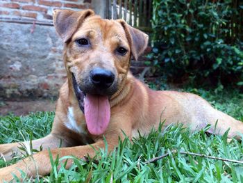 Close-up portrait of dog