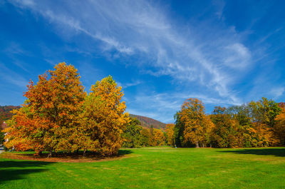 Colorful and vivid autumn colors and bright blue sky in the park