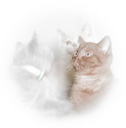 Cat looking away over white background