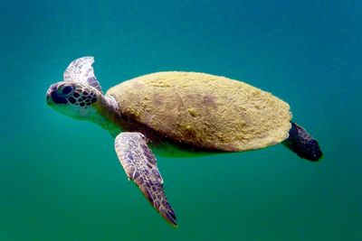 Close-up of turtle swimming in sea