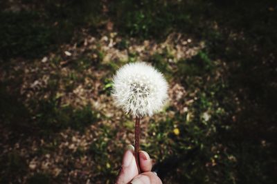 Close-up of hand holding dandelion