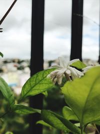 Close-up of flower against sky