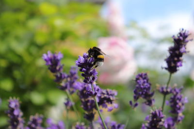 Bee pollinating on purple flower