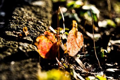 Close-up of dry leaves on ground