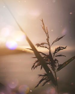 Close-up of plant against sky