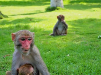 Portrait of monkey sitting on field