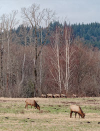 Horse grazing on field against sky