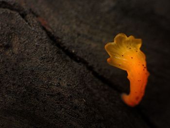 Close-up of yellow autumn leaf