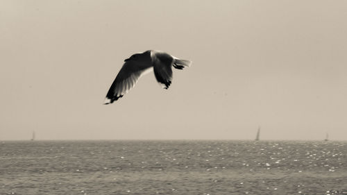 Bird flying over sea