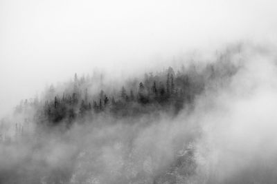 Scenic view of trees in forest during winter