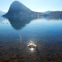 Swan swimming in lake