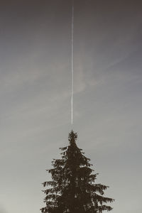 Low angle view of tree against sky