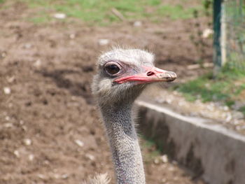 Close-up portrait of bird