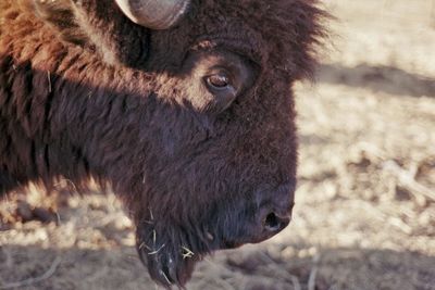 Close-up of buffalo 