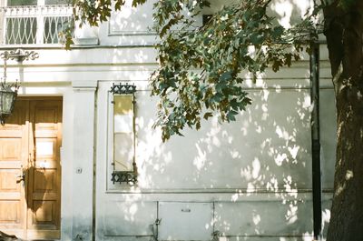 Reflection of trees on glass window of building
