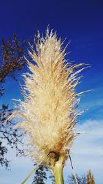 Low angle view of dandelion