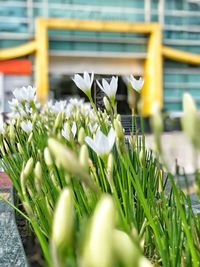 Close-up of white flowering plants