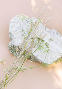 White flowers and stone. stylish sunlight shadows on beige wall. aesthetic minimal wallpaper. summer 