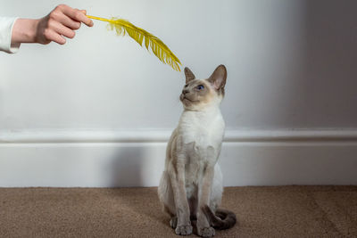 Hand holding cat against white wall