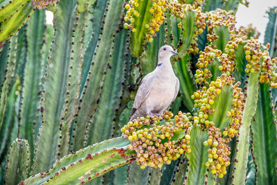 Bird perching on plant