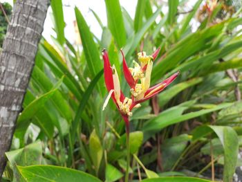 Close-up of red flowering plant