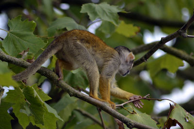 Low angle view of squirrel on tree