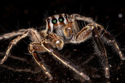 Close-up of spider