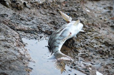 High angle view of fish