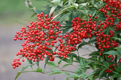 Close-up of red berries growing on tree