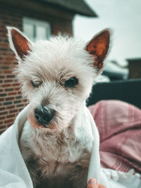 Portrait of white dog at home