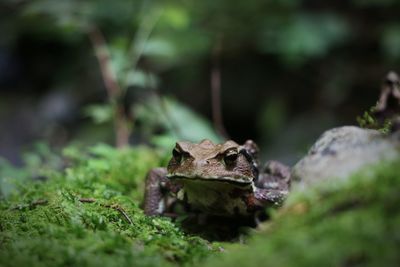 Close-up of frog on rock