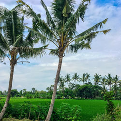 Scenic view of palm trees against sky