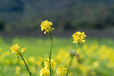 Close-up of yellow flowers blooming in field