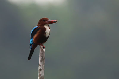 Close-up of bird perching on wood