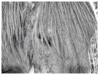 Full frame shot of horse