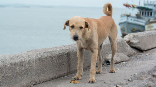 Portrait of dog standing against sea