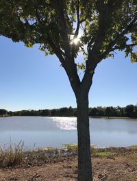 Tree by lake against sky