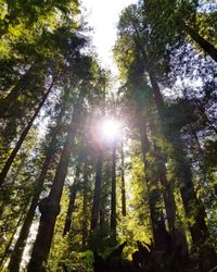 Low angle view of sunlight streaming through trees in forest