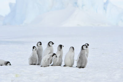 View of birds in snow