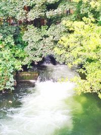 River flowing through forest