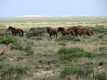 Horses grazing on field