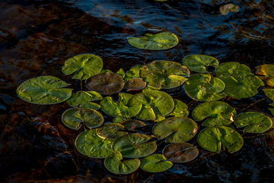 High angle view of leaves floating on water