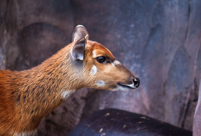 Close-up of a looking away