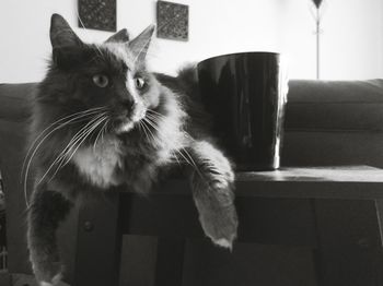 Close-up of cat sitting on sofa at home