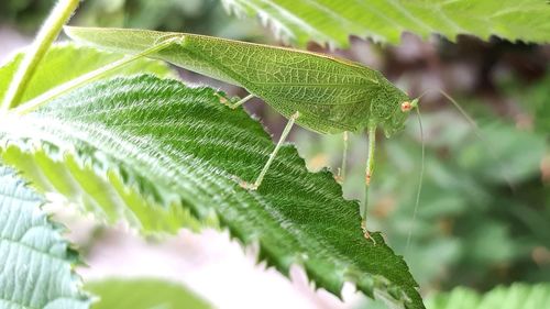 Close-up of green leaves and grasshopper