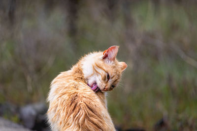 Close-up of a cat